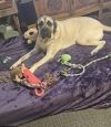 Winston - Fee waived photo 2