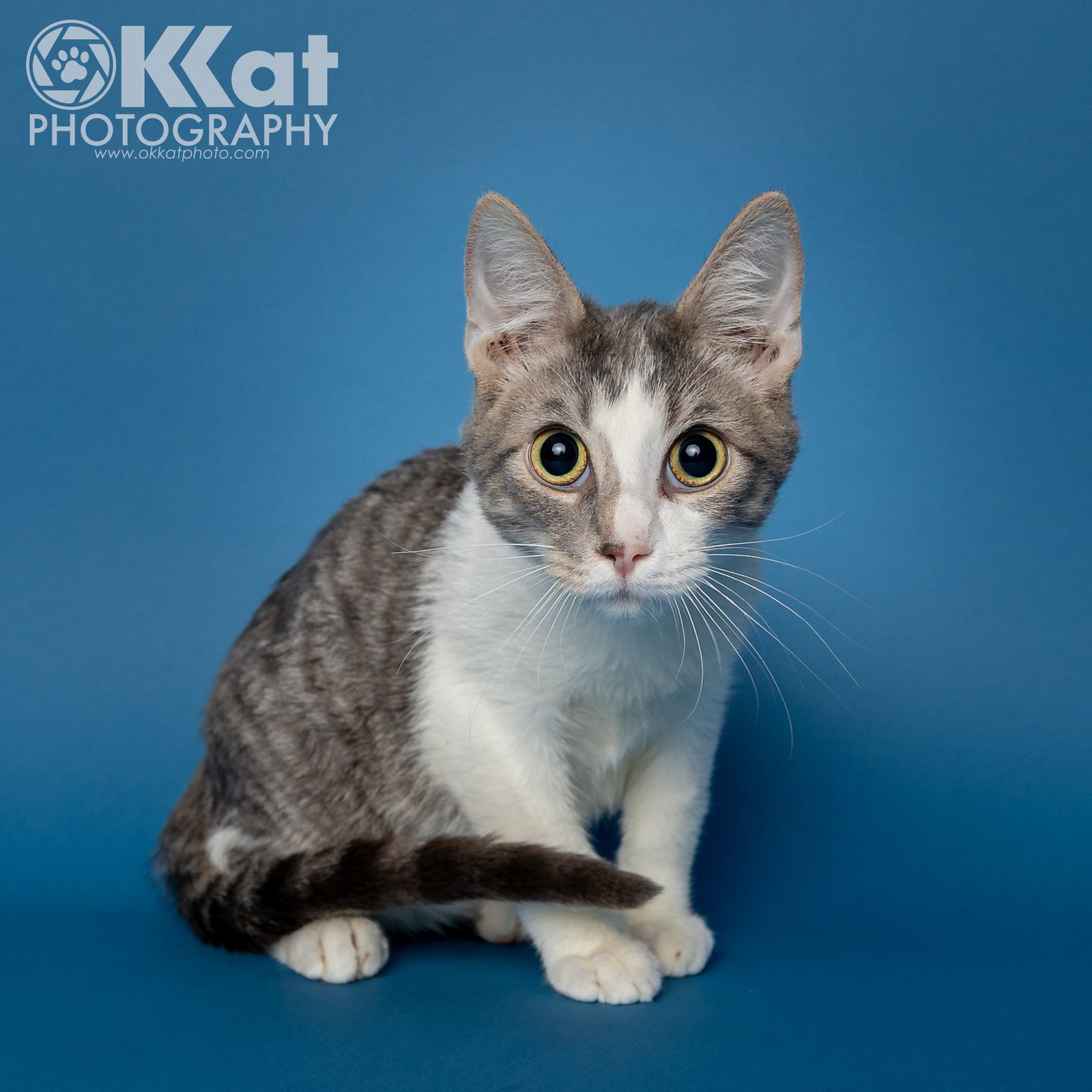 Groot, an adoptable Domestic Short Hair in Crescent, OK, 73028 | Photo Image 1