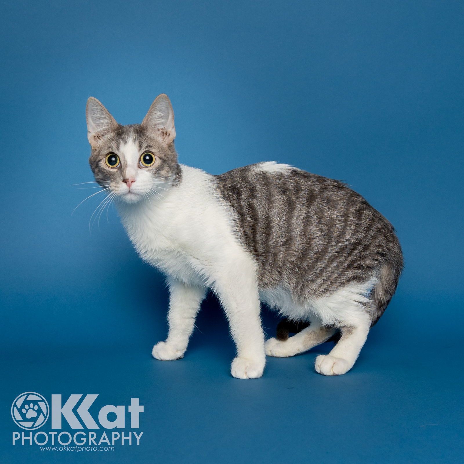 Groot, an adoptable Domestic Short Hair in Crescent, OK, 73028 | Photo Image 2