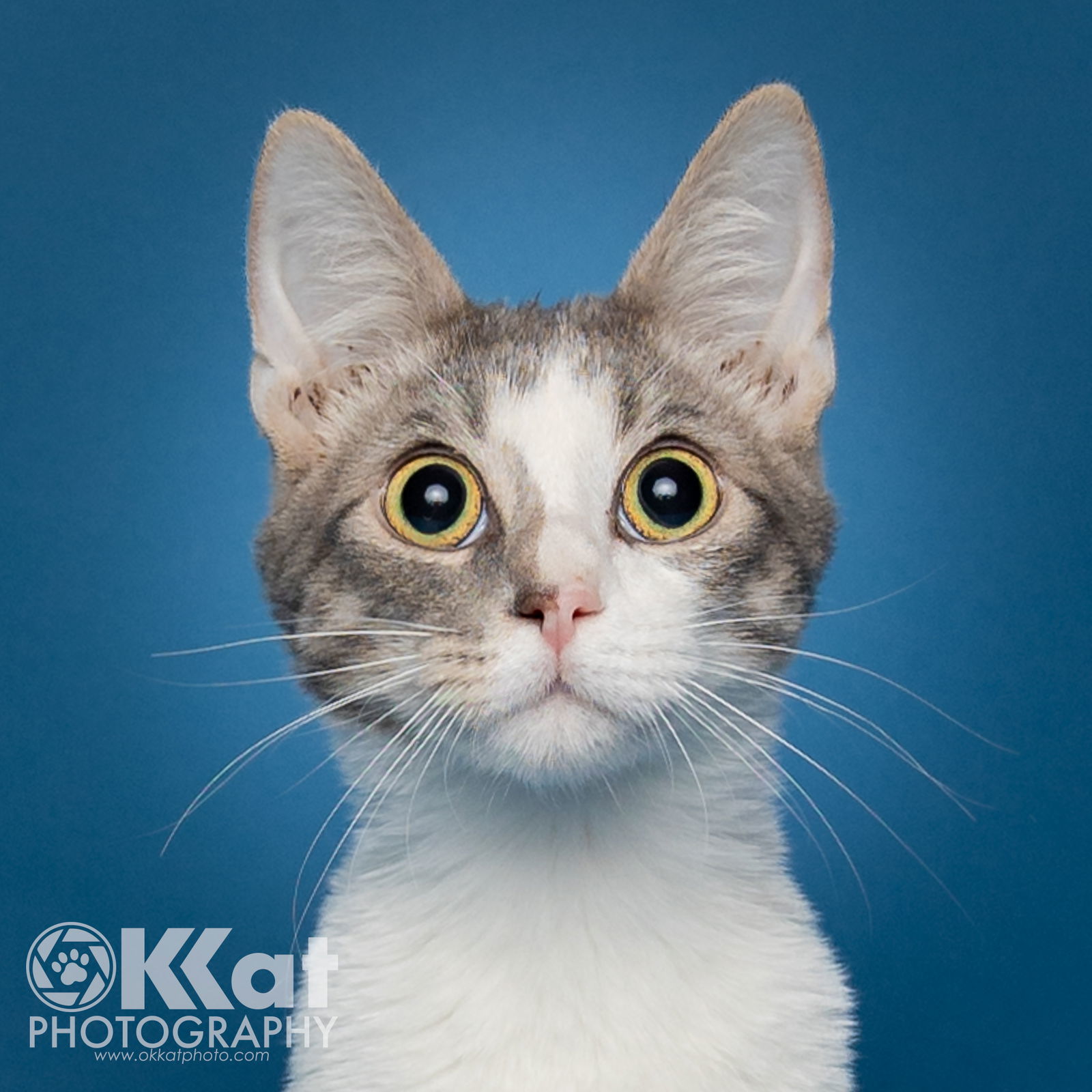 Groot, an adoptable Domestic Short Hair in Crescent, OK, 73028 | Photo Image 3