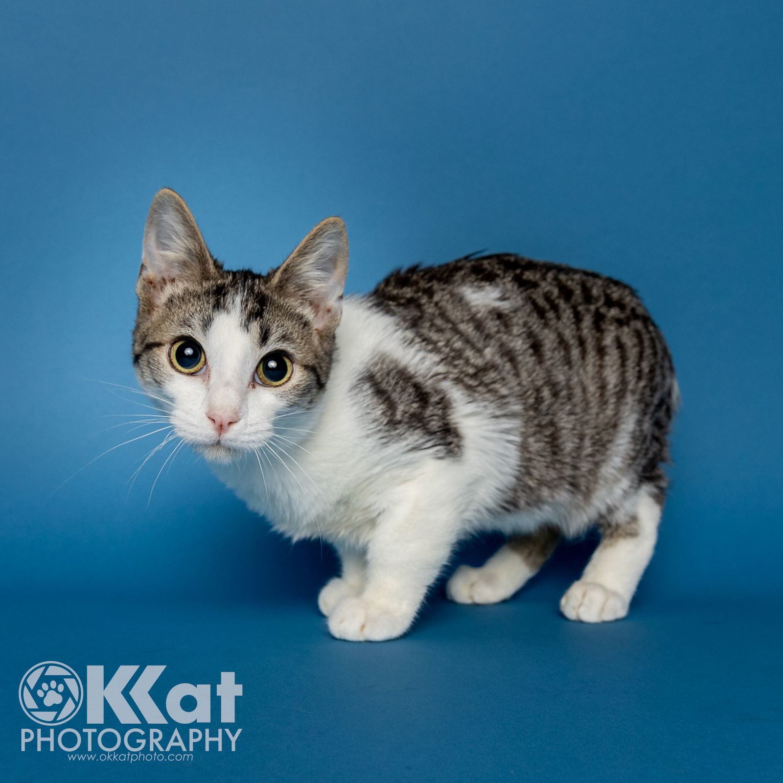 Rocket, an adoptable Domestic Short Hair in Crescent, OK, 73028 | Photo Image 1