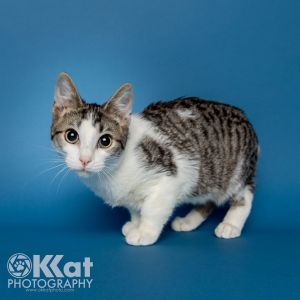 Rocket, Young Male Domestic Short Hair