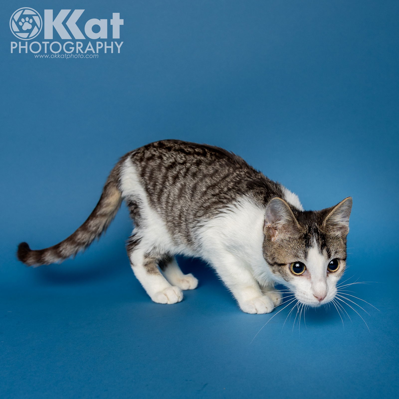 Rocket, an adoptable Domestic Short Hair in Crescent, OK, 73028 | Photo Image 2