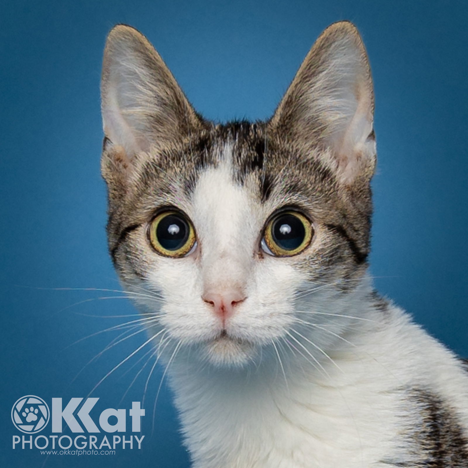 Rocket, an adoptable Domestic Short Hair in Crescent, OK, 73028 | Photo Image 3
