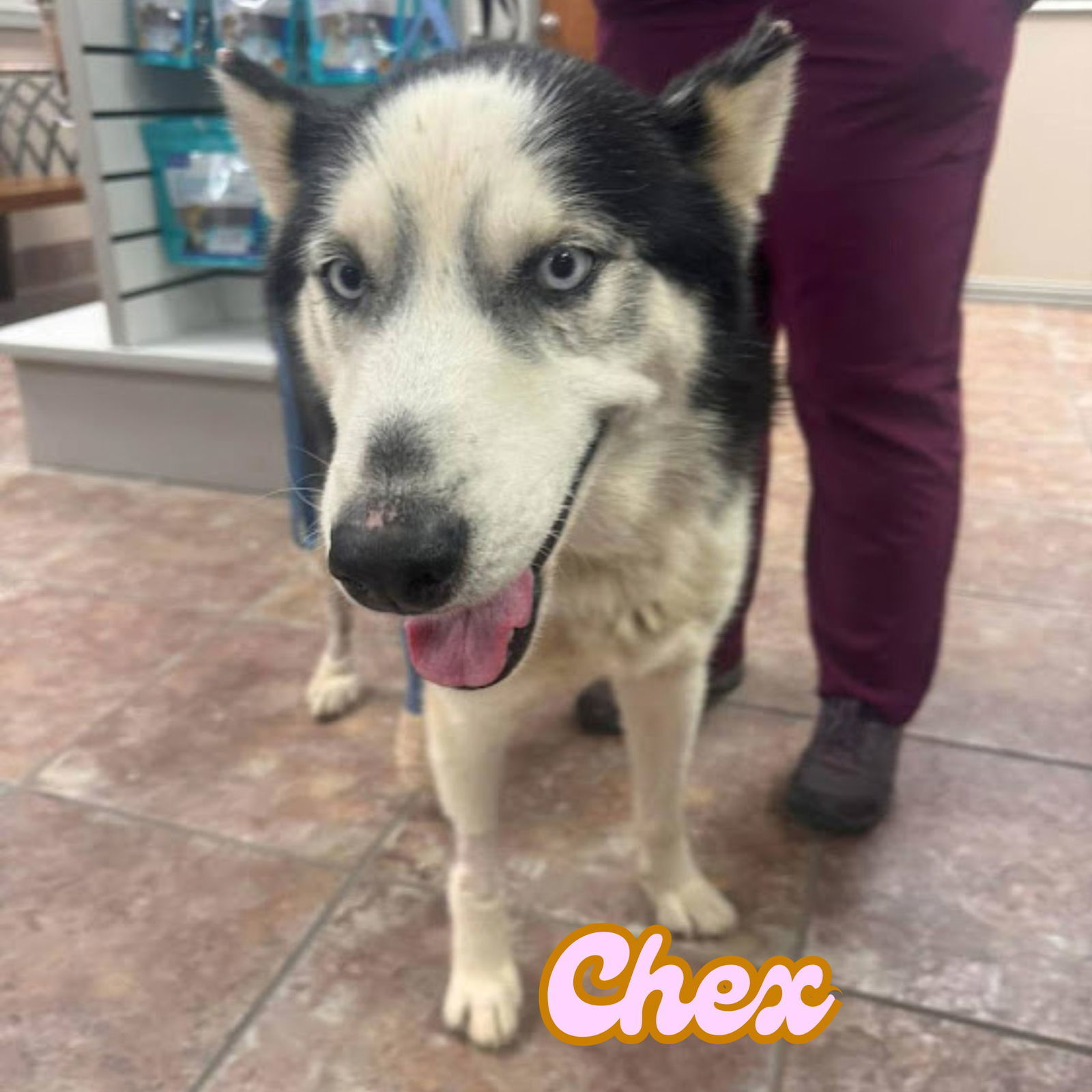 Chex *Foster Needed*