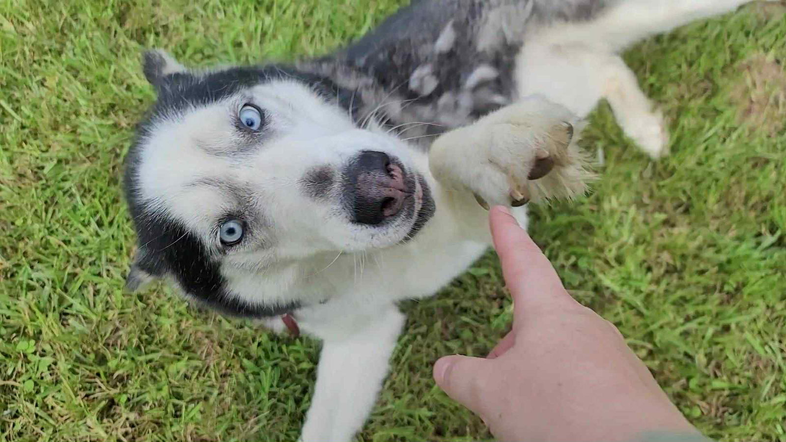Chex *Foster Needed*