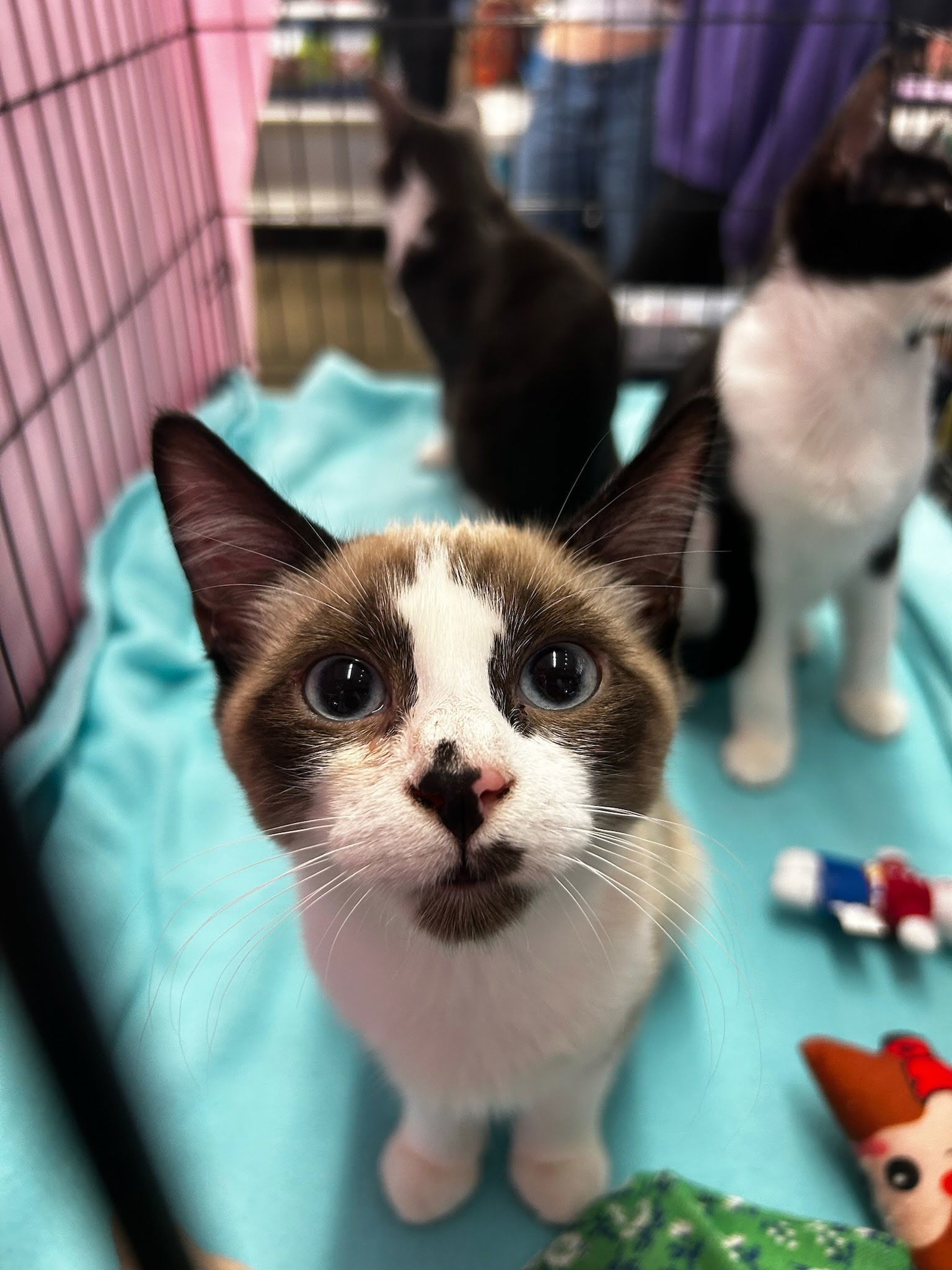 Kitty Collins, an adoptable Snowshoe in Antioch, CA, 94531 | Photo Image 1