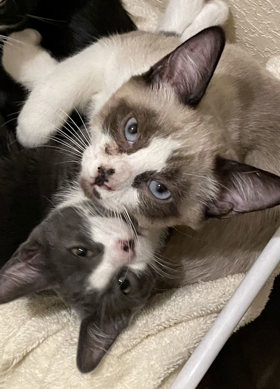 Kitty Collins, an adoptable Snowshoe in Antioch, CA, 94531 | Photo Image 3