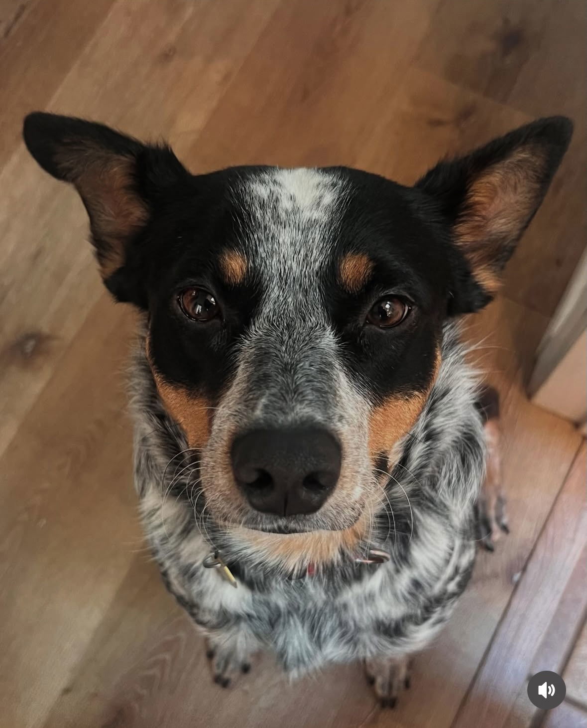 Sylvie