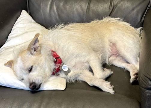 PANDA - ADOPTION PENDING!