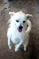 PANDA - ADOPTION PENDING!