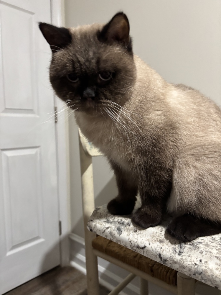 Hotu, an adoptable Siamese, Tonkinese in Vienna , VA, 22180 | Photo Image 1