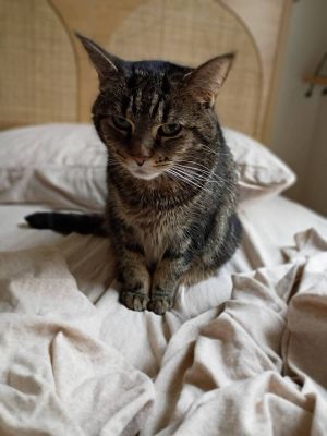 Dynasty, Adult Female Domestic Short Hair
