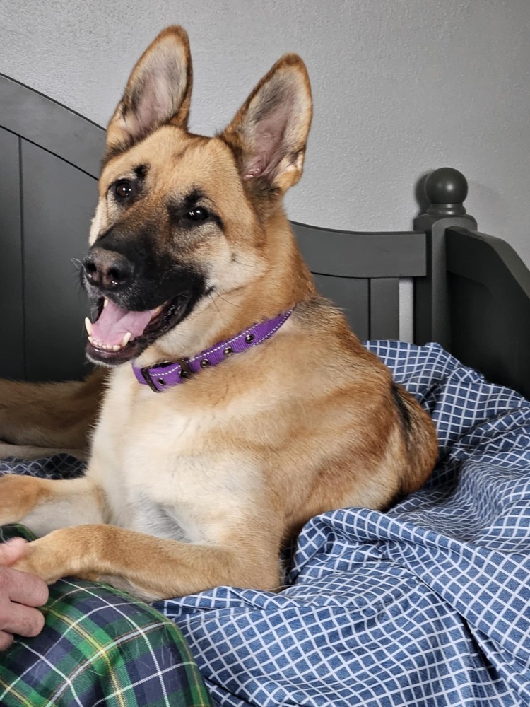 Masha II, an adoptable German Shepherd Dog in Fredonia, WI, 53021 | Photo Image 1