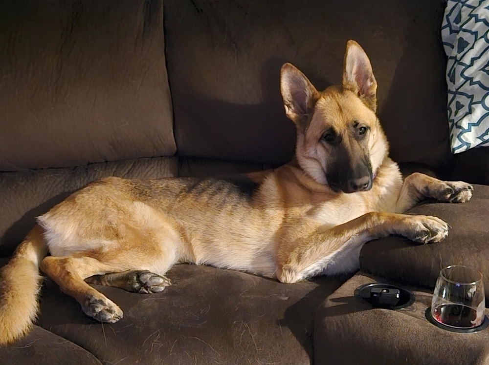 Masha II, an adoptable German Shepherd Dog in Fredonia, WI, 53021 | Photo Image 2