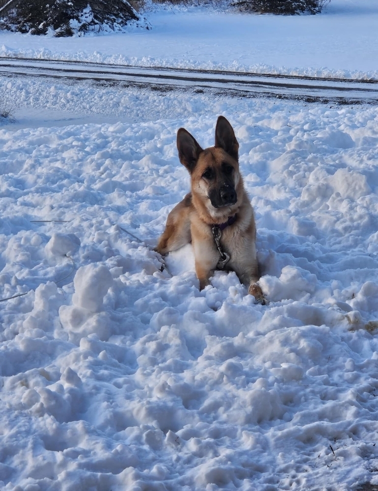 Masha II, an adoptable German Shepherd Dog in Fredonia, WI, 53021 | Photo Image 3