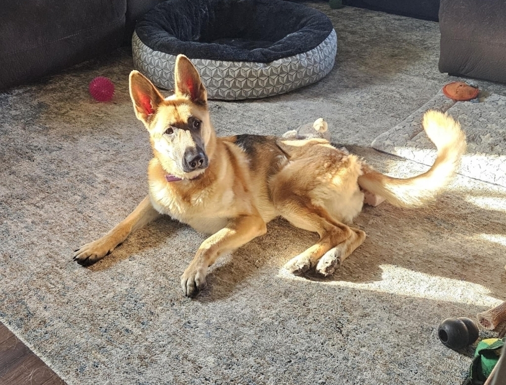 Masha II, an adoptable German Shepherd Dog in Fredonia, WI, 53021 | Photo Image 4