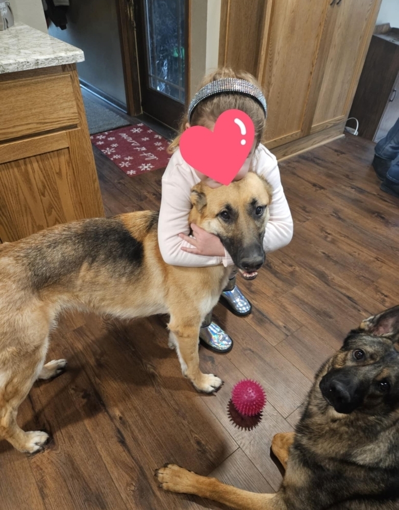 Masha II, an adoptable German Shepherd Dog in Fredonia, WI, 53021 | Photo Image 5