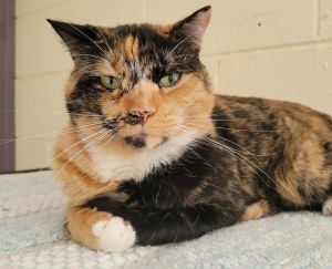 4983 McKayla, Adult Female Domestic Short Hair