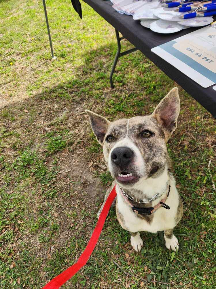 Bluebell, an adoptable Feist, Cattle Dog in Statesville, NC, 28677 | Photo Image 1
