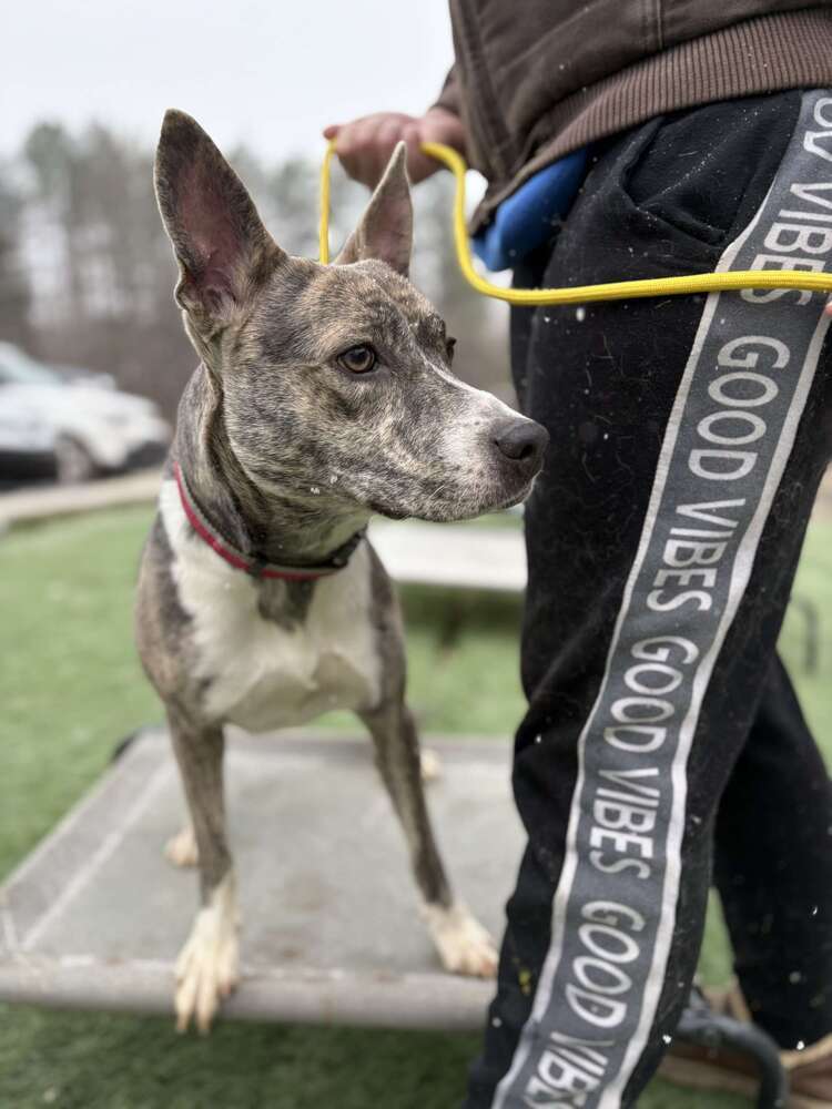 Bluebell, an adoptable Feist, Cattle Dog in Statesville, NC, 28677 | Photo Image 2