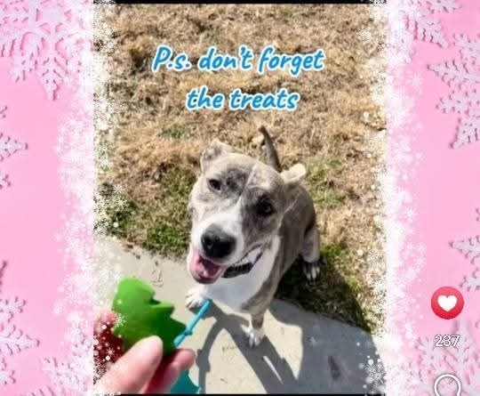 Bluebell, an adoptable Feist, Cattle Dog in Statesville, NC, 28677 | Photo Image 3