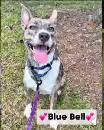 Bluebell, an adoptable Feist, Cattle Dog in Statesville, NC, 28677 | Photo Image 4
