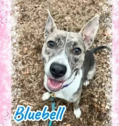 Bluebell, an adoptable Feist, Cattle Dog in Statesville, NC, 28677 | Photo Image 5