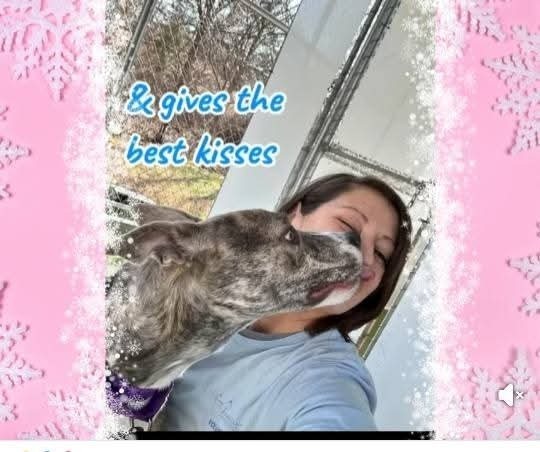 Bluebell, an adoptable Feist, Cattle Dog in Statesville, NC, 28677 | Photo Image 6
