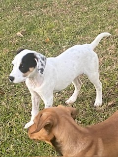 Dog for adoption - Fanta, a Mixed Breed in Winter Garden, FL | Petfinder