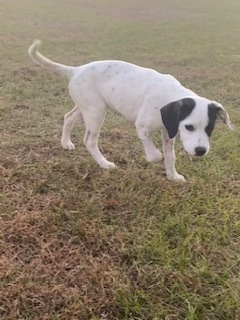 Dog For Adoption - Fanta, A Mixed Breed In Winter Garden, Fl 