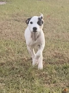 Dog for adoption - Fanta, a Mixed Breed in Winter Garden, FL | Petfinder