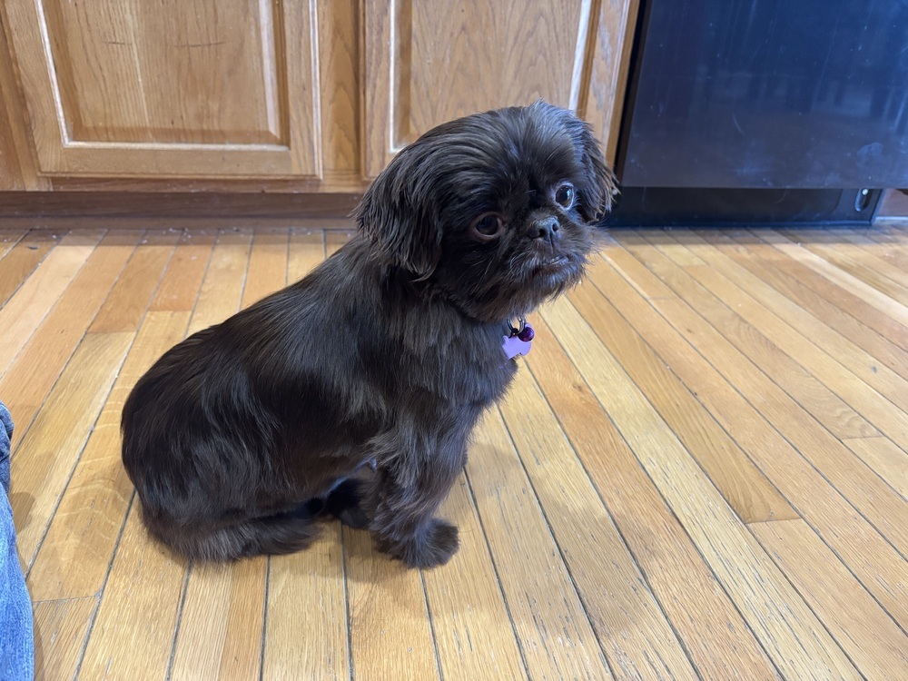 Shih Tzu - Brownie