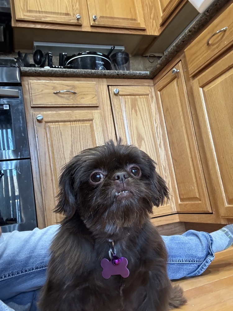 Shih Tzu - Brownie