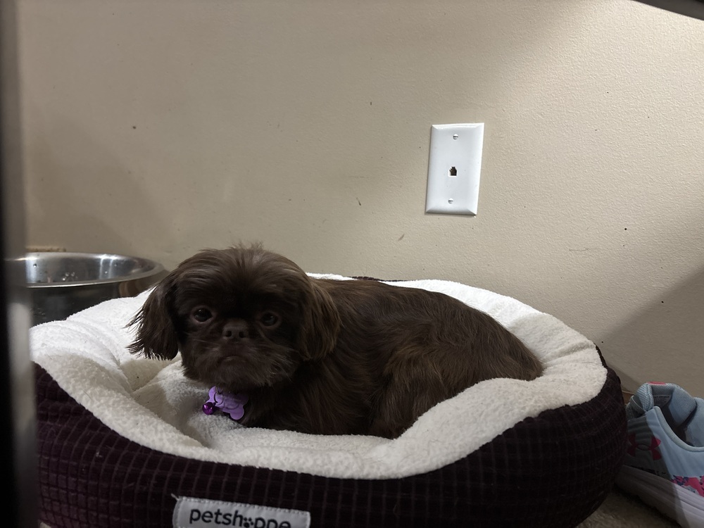 Shih Tzu - Brownie