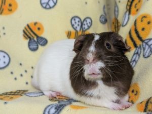 Barton, Adult Male Guinea Pig