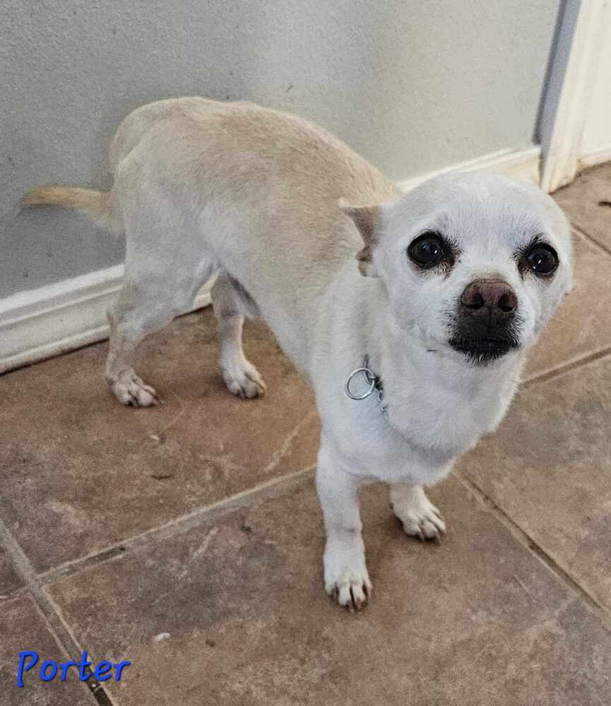Porter, an adoptable Chihuahua in Jemez Pueblo, NM, 87024 | Photo Image 1