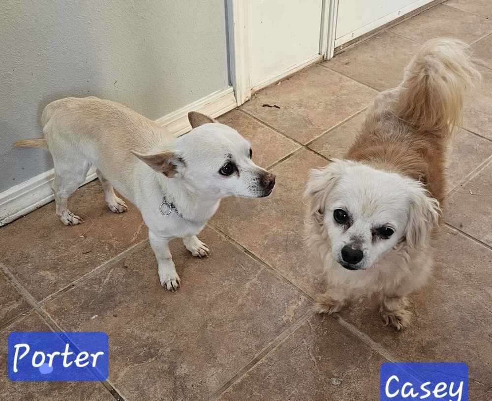 Porter, an adoptable Chihuahua in Jemez Pueblo, NM, 87024 | Photo Image 2