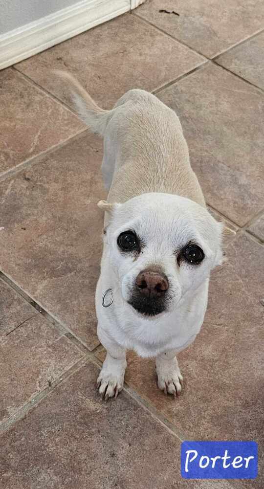 Porter, an adoptable Chihuahua in Jemez Pueblo, NM, 87024 | Photo Image 3