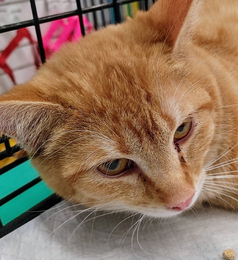 Cedar, an adoptable Domestic Short Hair in Jemez Pueblo, NM, 87024 | Photo Image 1