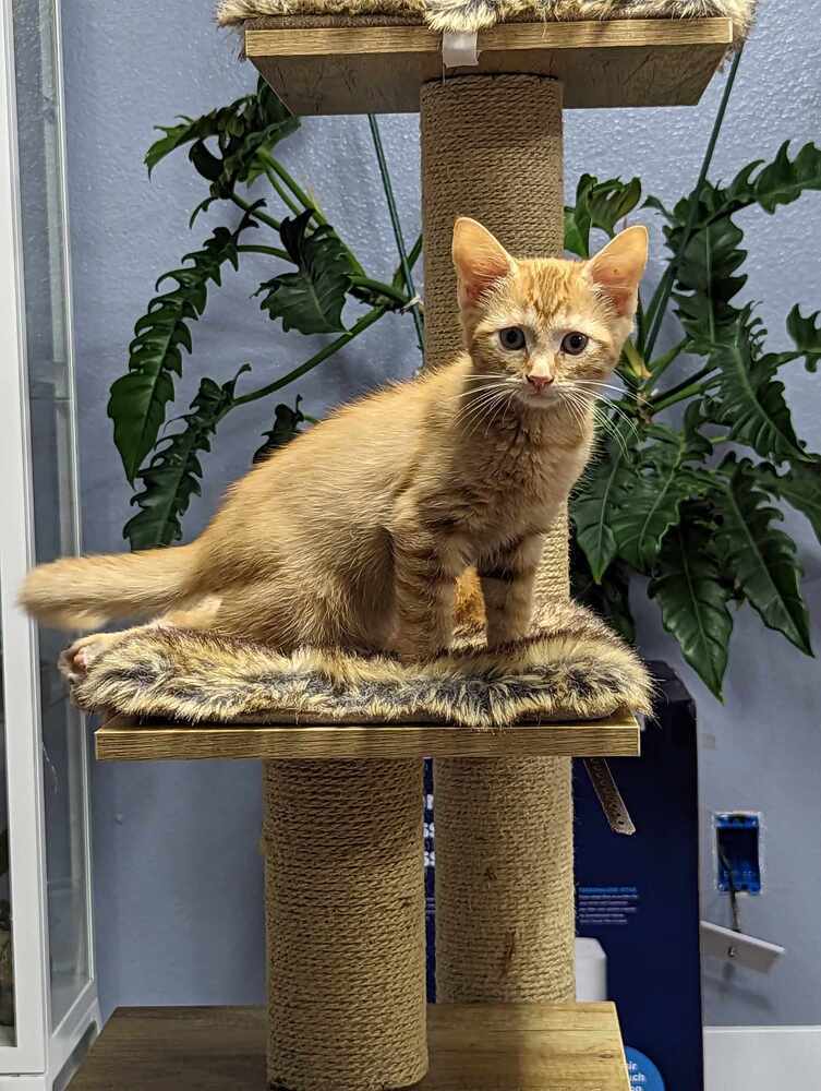 Cedar, an adoptable Domestic Short Hair in Jemez Pueblo, NM, 87024 | Photo Image 3