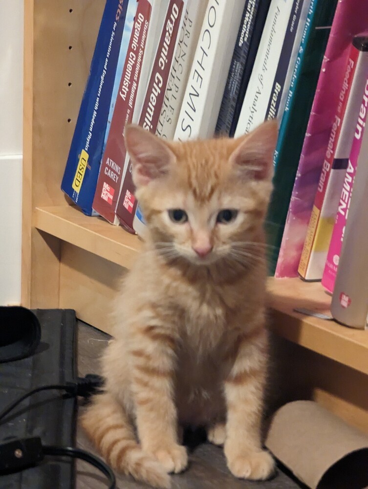 Cedar, an adoptable Domestic Short Hair in Jemez Pueblo, NM, 87024 | Photo Image 4