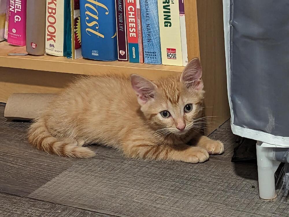 Cedar, an adoptable Domestic Short Hair in Jemez Pueblo, NM, 87024 | Photo Image 5