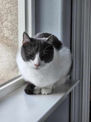 Sassy, Adult Female Domestic Short Hair