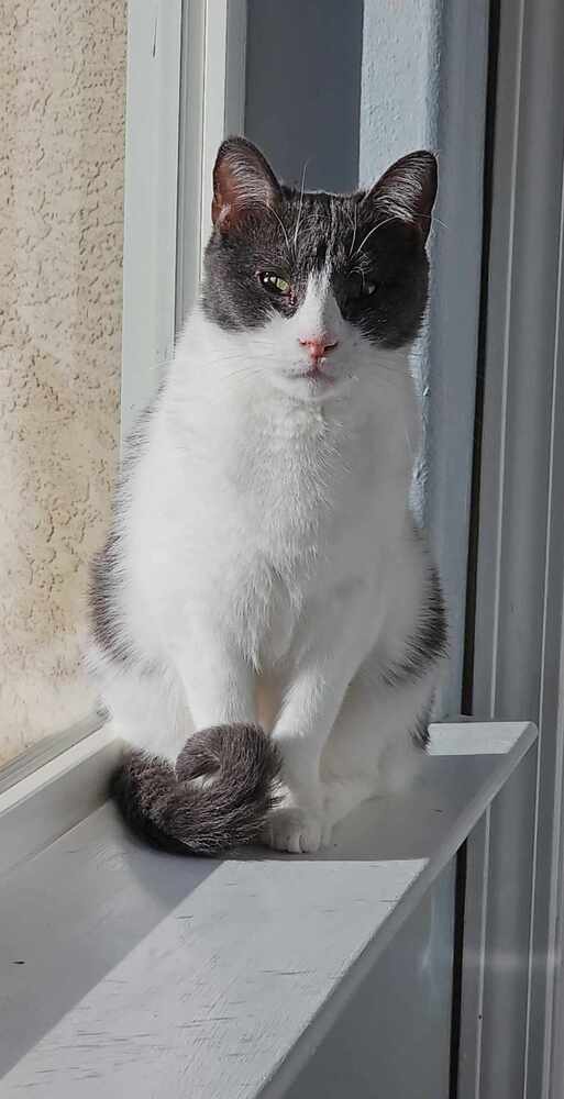 Sassy, an adoptable Domestic Short Hair in Jemez Pueblo, NM, 87024 | Photo Image 2