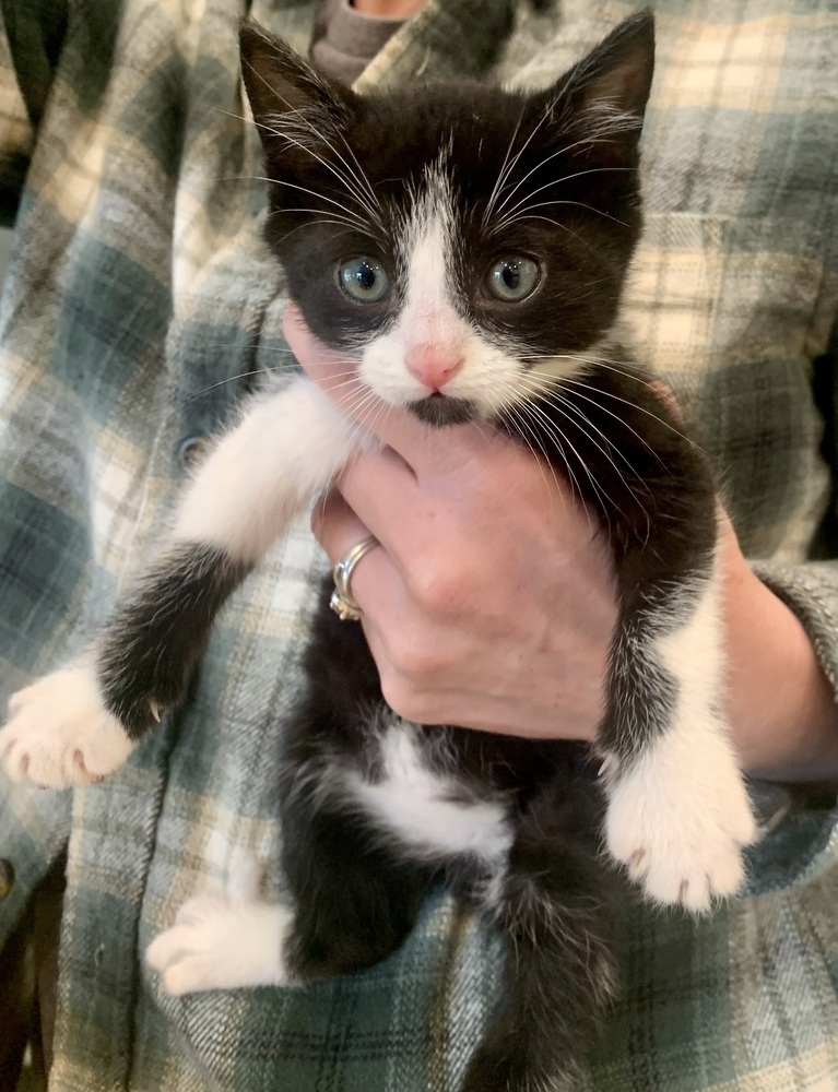 Pepper, an adoptable Domestic Short Hair in Jemez Pueblo, NM, 87024 | Photo Image 2