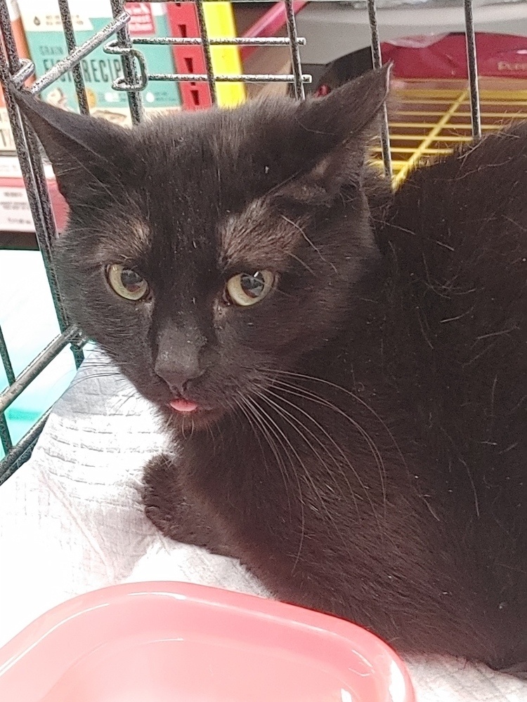 O'Malley, an adoptable Domestic Short Hair in Jemez Pueblo, NM, 87024 | Photo Image 1
