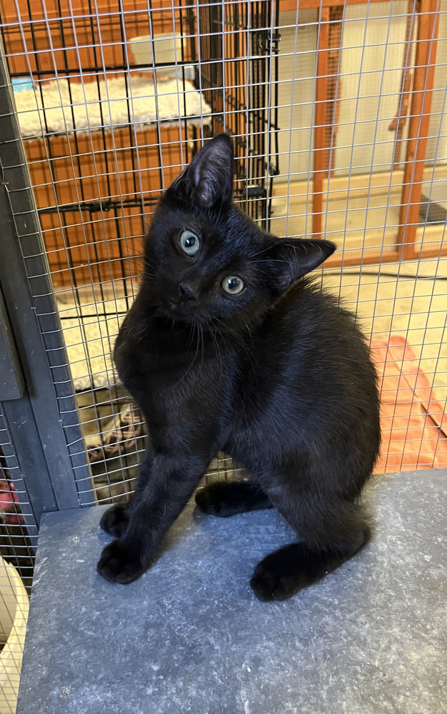 Dancer, an adoptable Domestic Short Hair in Jemez Pueblo, NM, 87024 | Photo Image 1