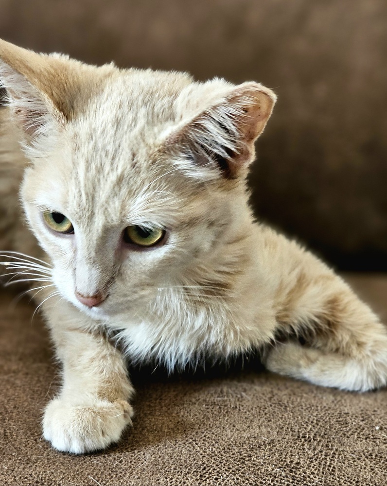 Tiana, an adoptable Domestic Short Hair in Jemez Pueblo, NM, 87024 | Photo Image 1