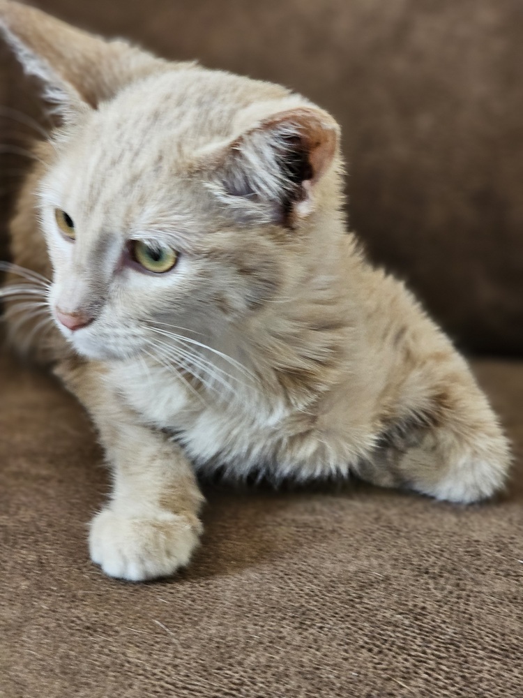 Tiana, an adoptable Domestic Short Hair in Jemez Pueblo, NM, 87024 | Photo Image 2
